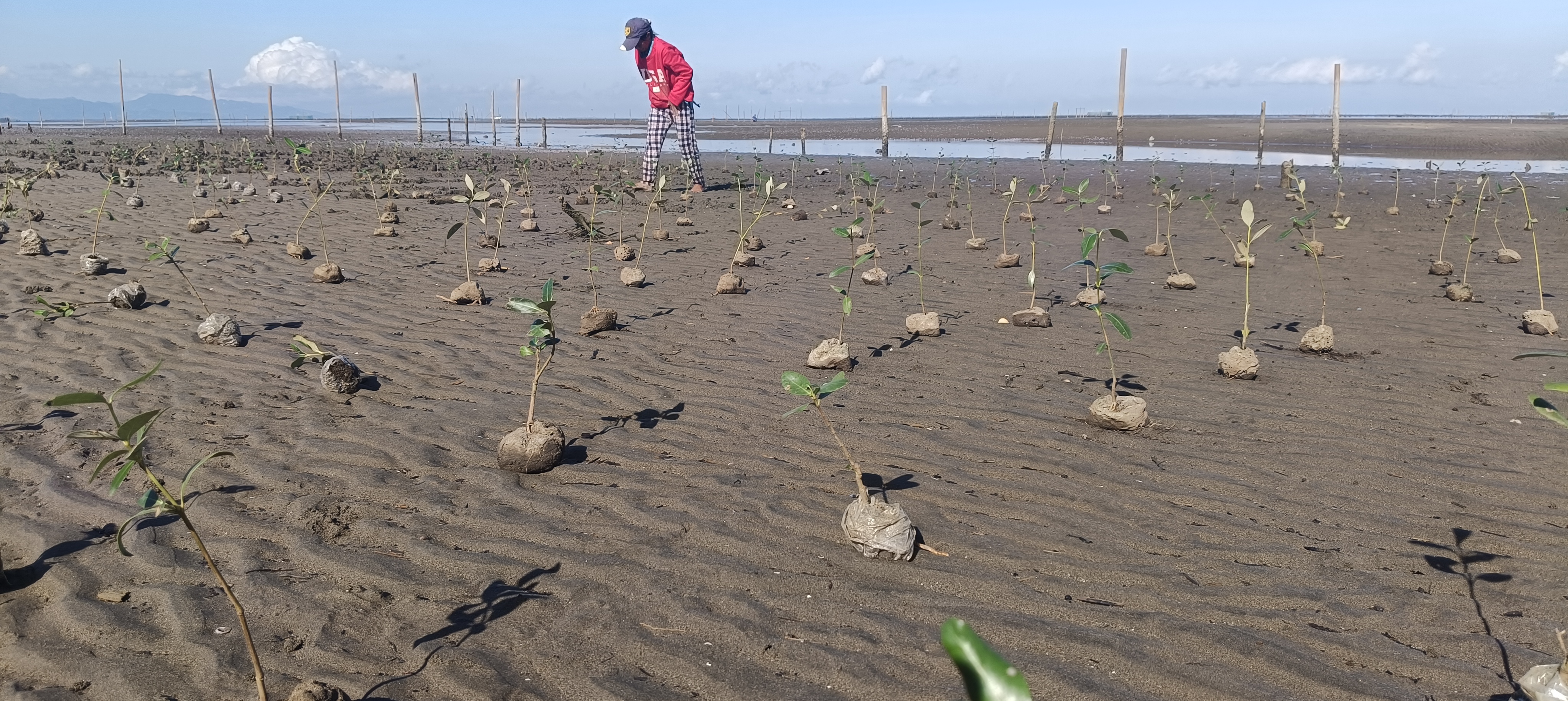Mangrove plantation in 6a, Negros island