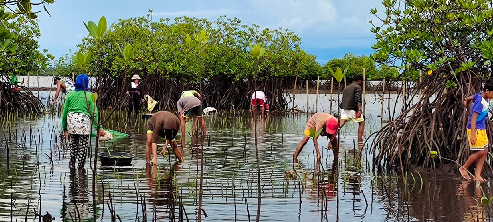 Mangrove plantation in Belaring, Negros island