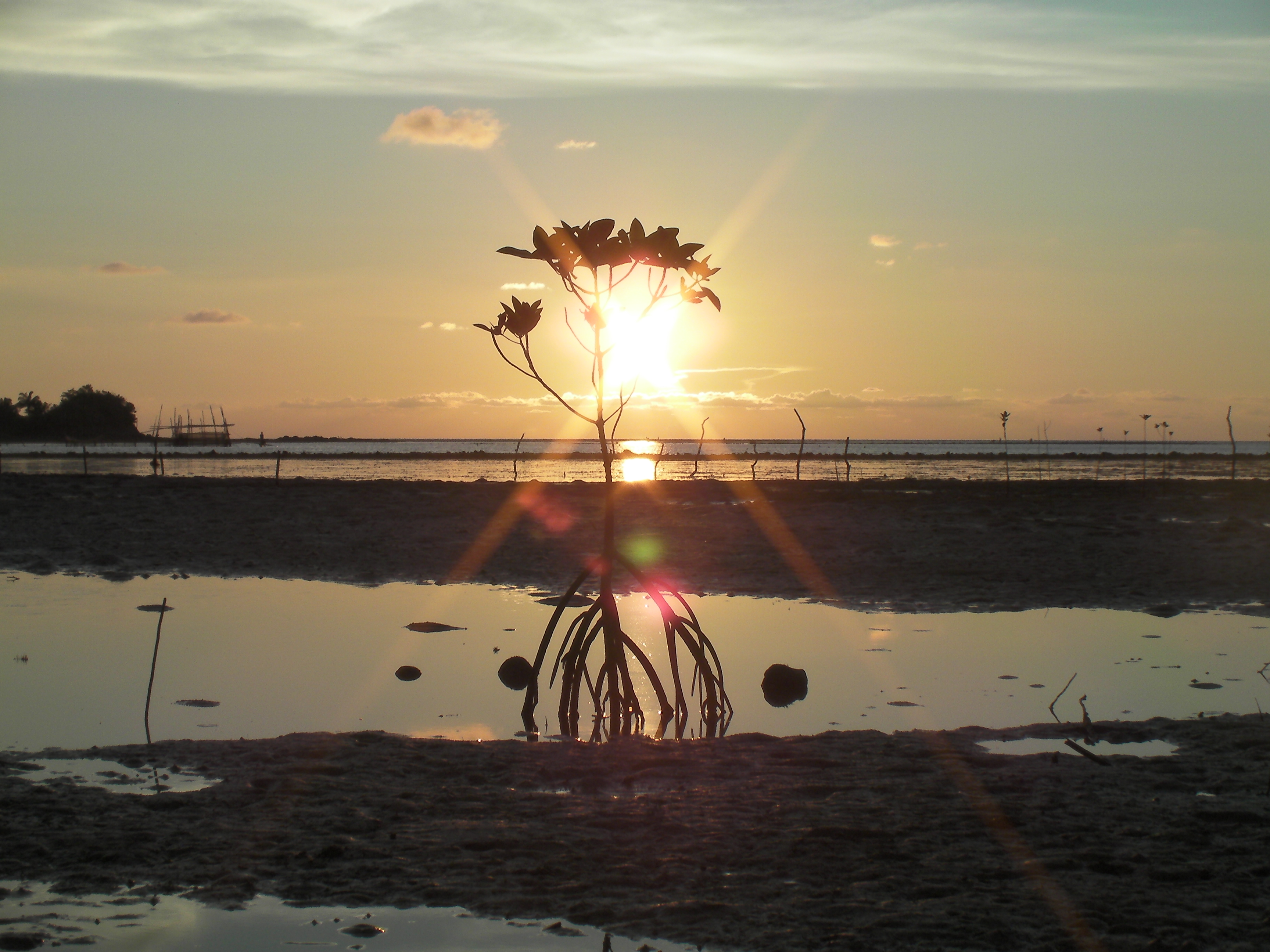 Mangrove plantation in Bocana, Negros island