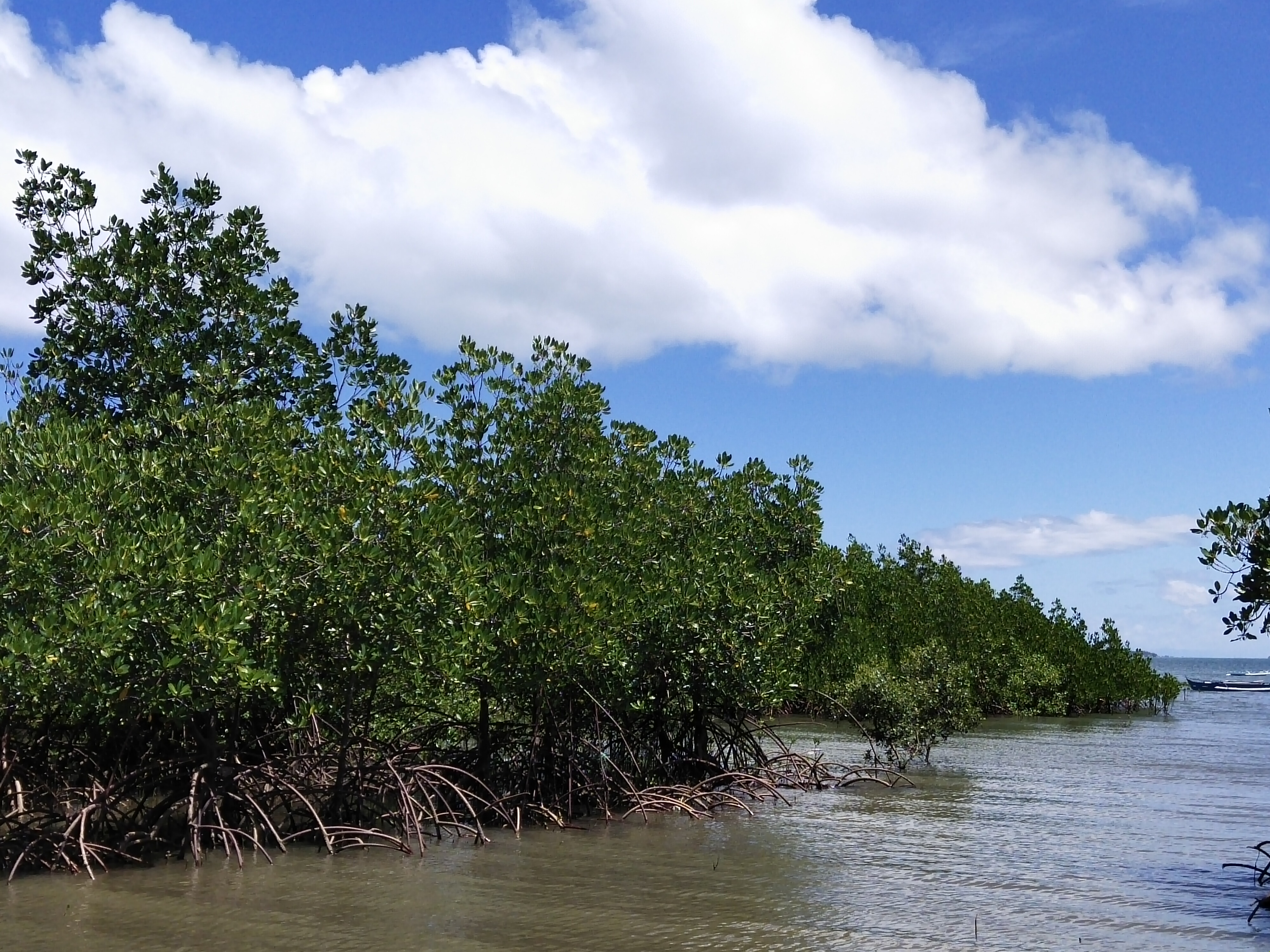 Mangrove plantation in Tortosa, Negros island